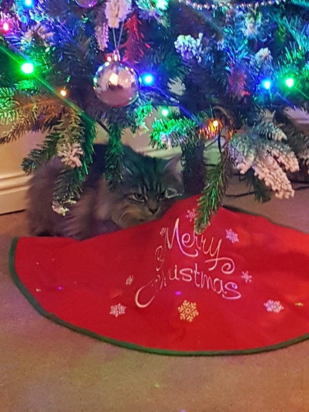 Christmas cats