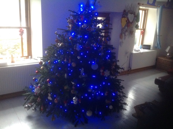To want a peek at your tree?
