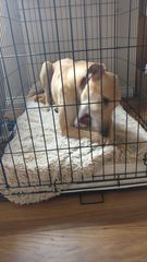 Greyhound coming for home check tomorrow