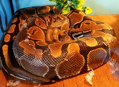 To want a little snake?