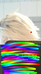 Head shave to go grey