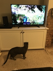 Cat TV!