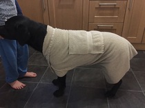 Lightweight dog coat which covers stomach for a Labrador
