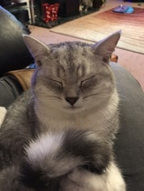 Behold my weird cute sleeping cat