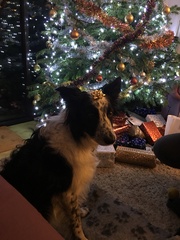 Puppy Survival Thread Part 5!
