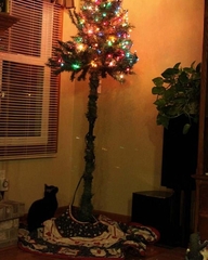 Should I risk a Christmas Tree this year?!