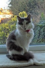 Like 'owner' like cat??