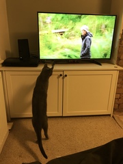 Cat TV!