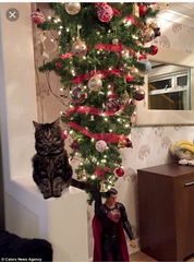 Should I risk a Christmas Tree this year?!