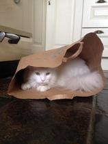 AIBU or is he? Cats, new flat, money, boyfriend