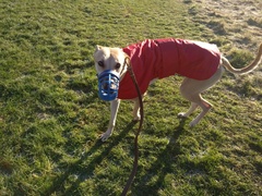 Greyhound coming for home check tomorrow