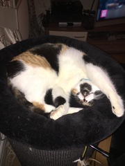 Show me your cat trees!