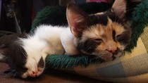 Names for new kittens?