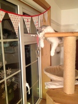 Show me your cat trees!