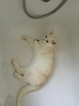 Behold my weird cute sleeping cat