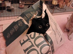 A black cat....