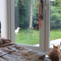 Cat TV!