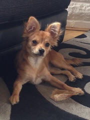Guess the breed