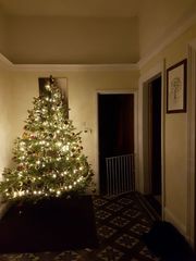 Lets see your trees!