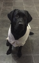 Lightweight dog coat which covers stomach for a Labrador