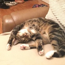 Behold my weird cute sleeping cat