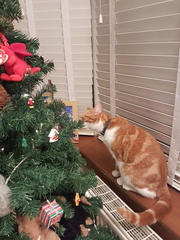 Christmas cats