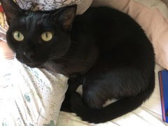 A black cat....
