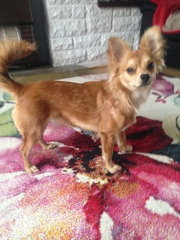 Guess the breed