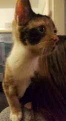 Names for new kittens?