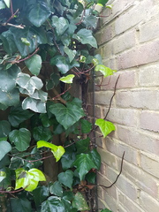 Is this poison ivy?
