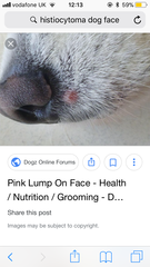 What's this under my dogs nose?