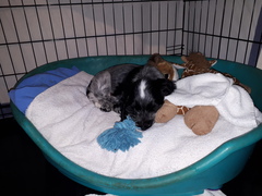 DH has died and Squirrels broke the last thread without a link to this one! (Juan)