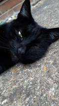 Why is my black cat turning white??