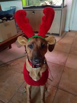 What have the MN dogs achieved this Christmas?