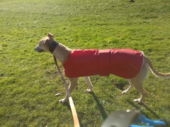 Greyhound coming for home check tomorrow