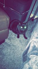Rescue cat.,12.5 years
