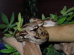 To want a little snake?