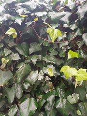 Is this poison ivy?