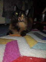 Well I’ve met the new uber dear Cat sitter