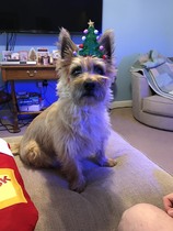 What have the MN dogs achieved this Christmas?