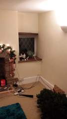 Cat climbing on christmas tree