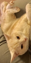 Behold my weird cute sleeping cat