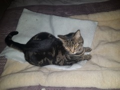 Well I’ve met the new uber dear Cat sitter