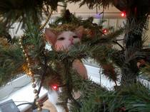 Share how you are planning to decorate your house this Christmas with Homebase - chance to win £300 voucher! NOW CLOSED