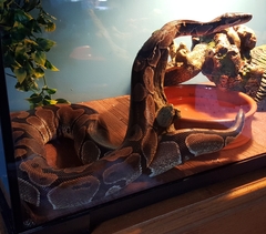 To want a little snake?
