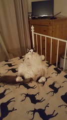 Behold my weird cute sleeping cat