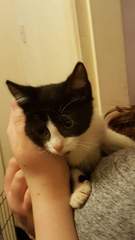 Names for new kittens?