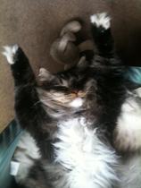Behold my weird cute sleeping cat