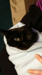 We have totally embarrassed the cat