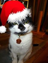 Christmas Cats
